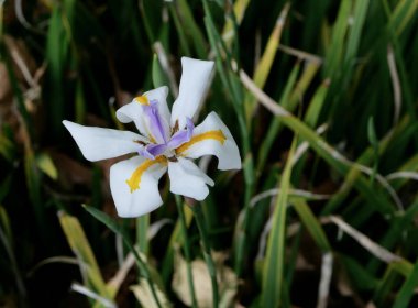 Güzel periler ya da diyetler ihtişamlı çiçekleri. Yüksek kalite fotoğraf