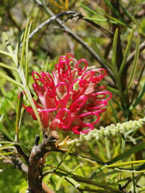 Grevillea Sylvia ya da güzel kırmızı çiçekli ve yapraklı örümcek çiçeği. Yüksek kalite fotoğraf