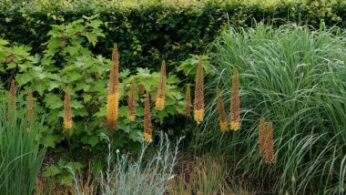 Bahçe düzeninde Eremurus veya tilki kuyruklu zambak yaprağı. Yüksek kalite fotoğraf