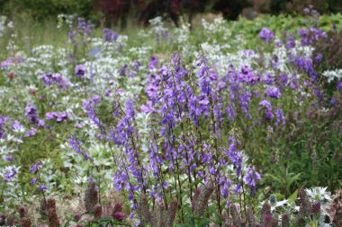 Purple wolfsbane or aconite flowers and white flowers in field. High quality photo clipart