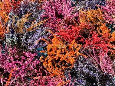 Turuncu, pembe ve mor renkli güzel fundaların tam çerçeve arka planı. Yüksek kalite fotoğraf