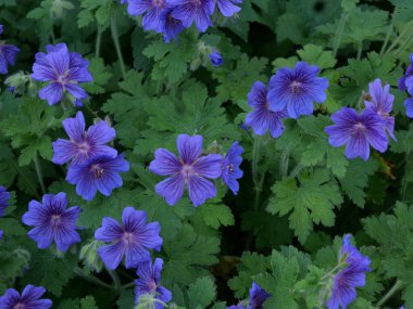 Full frame image of beautiful purple geraniums and green foliage in flower bed. High quality photo clipart