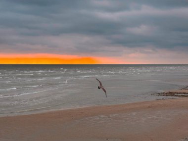 Gri ve turuncu kış günbatımının güzel bir görüntüsü. Koyu gri deniz üzerinde ve kumlu plajda uçmakta olan martılarla birlikte. Boşluğu kopyala.