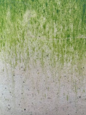 Yeşil yosunlu büyük taş ekicisinin dikey görüntüsü. Boşluğu kopyala.