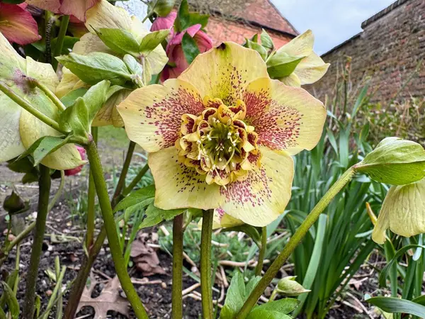 Beautiful yellow and pink speckled hellebore flower or hellebores. High quality photo.