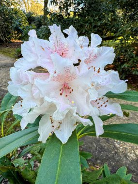 İlkbaharda güzel beyaz rhododendron çiçeklerini ve balmumu yeşil yaprakları kapatın. Yüksek kalite fotoğraf.
