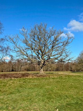 Baharda yerleşmiş yapraksız ağacın portresi. Yüksek kalite fotoğraf