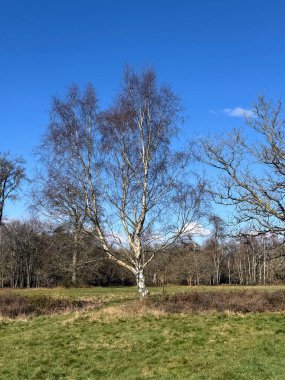 Koyu mavi arkaplanı olan gümüş huş ağaçları. Yüksek kalite fotoğraf