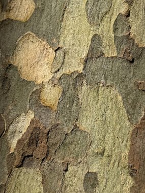 Londra uçak ağacı kabuğu. Yüksek kalite fotoğraf