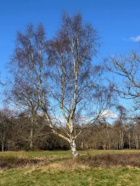 Koyu mavi arkaplanı olan gümüş huş ağacı. Yüksek kalite fotoğraf