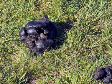 Çimlerin üzerinde hayvan gübresi. Yüksek kalite fotoğraf