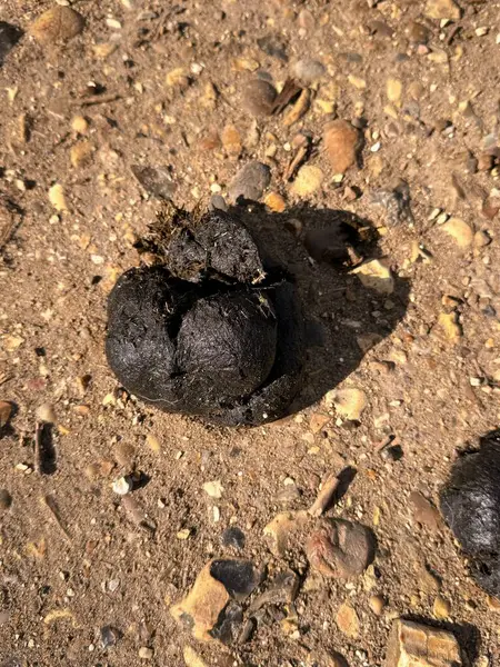 Kuru zeminde hayvan gübresi. Yüksek kalite fotoğraf