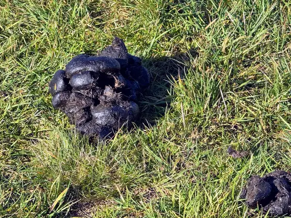 Çimlerin üzerinde hayvan gübresi. Yüksek kalite fotoğraf