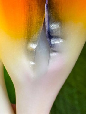 Strelitzia 'nın samimi görüntüsü ya da yapraklı cennet kuşu. Yüksek kalite fotoğraf