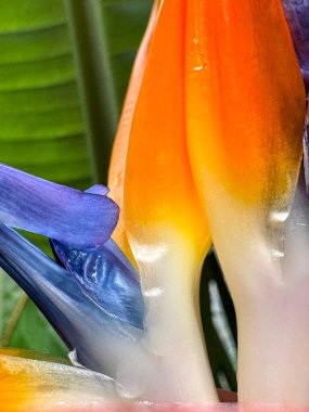 Parlak renkli strelitzia 'ya ya da arka planda yeşillik olan cennet kuşuna yakın dur..