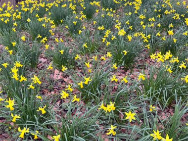 Baharda nergislerin en iyi manzarası. Yüksek kalite fotoğraf