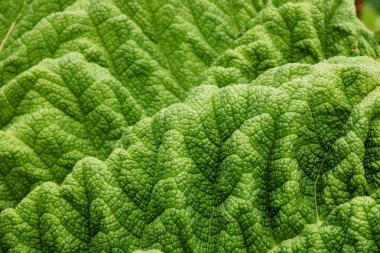 Bir dağ sırasına benzeyen topçu yaprağının tam kare görüntüsü. Yüksek kalite fotoğraf
