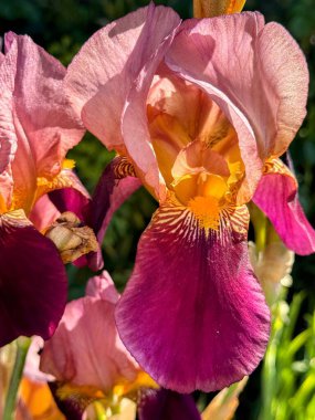 Güzel mor ve pembe sakallı süsen çiçeğini yakın plan çek. İyi kalite fotoğraf.