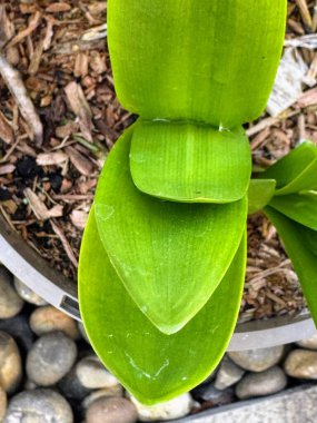 Saksıdaki agapanthus yaprağının üst görüntüsü ve altında çakıl taşları var. Yüksek kalite fotoğraf