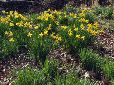 İlkbaharda nergislerin ve yaprakların tam çerçeve resmi