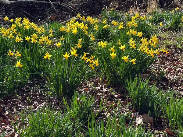 İlkbaharda nergislerin ve yaprakların tam çerçeve resmi