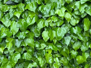 Sarmaşık yaprağı detaylarını gösteren tam çerçeve arka plan. İyi kalite resim.