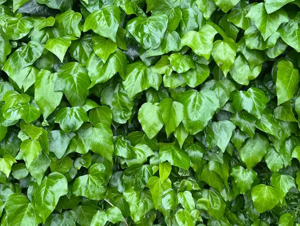 Sarmaşık yaprağı detaylarını gösteren tam çerçeve arka plan. İyi kalite resim.