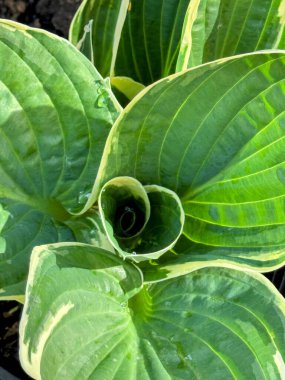 Yeşillik bitkisinin portresi. Yüksek kalite fotoğraf