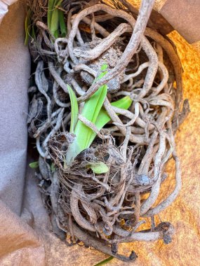 Acapanthus kökleri ekime hazır. Yüksek kalite fotoğraf
