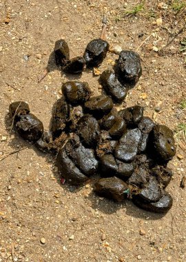 Yere yeni bırakılmış gübre yığını. Yüksek kalite fotoğraf