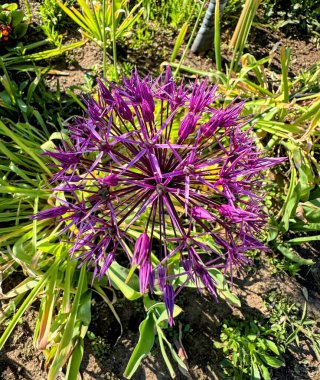 Mor Allison çiçeğine yakın çekim. Yüksek kalite fotoğraf