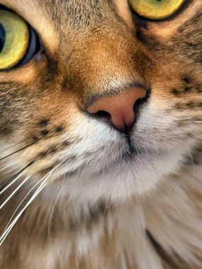 Kürk detaylarını gösteren tekir kediyi kapatın. Yüksek kalite fotoğraf