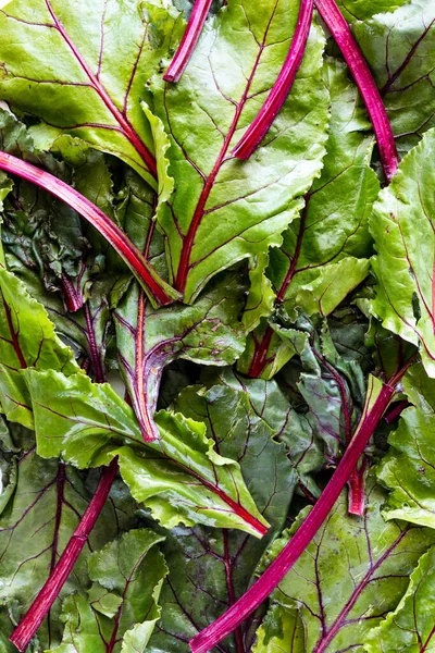 stock image Top down view of an abstract design of beet leaves and stems. 