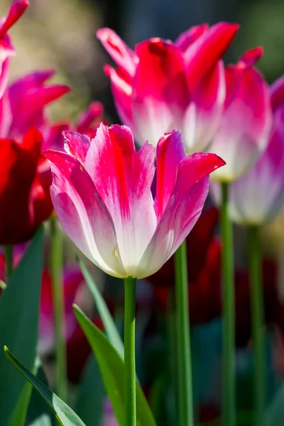 晴れた日には庭の美しい明るいピンクと白のチューリップの終わり — ストック写真