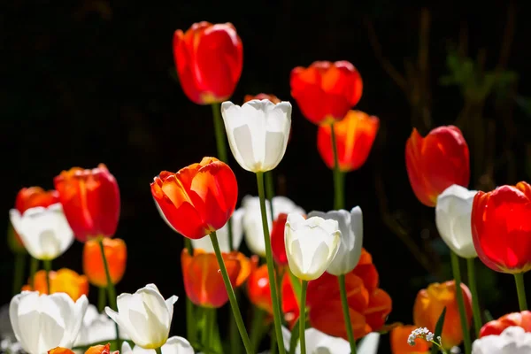 A close up of bright red and white tulips against a dark background on a sunny day.
