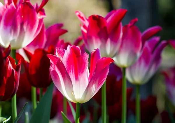 인기있는 관광지 Butchart Gardens 분홍빛 튤립의 — 스톡 사진