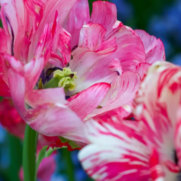 カナダ BcのButchart Gardensでピンクと白のチューリップの終わり — ストック写真