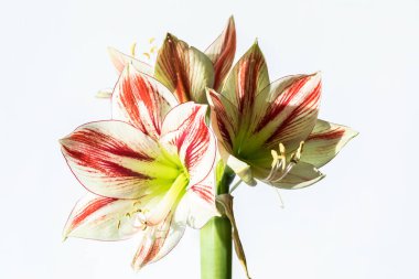 Kırmızı ve beyaz bir Amaryllis çiçeği açık bir arkaplanda çiçek açar.. 