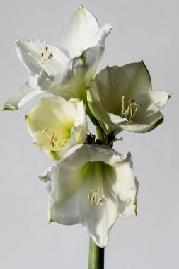 Amaryllis çiçeğinin yakın çekimi açık gri bir arkaplanda çiçek açar.. 