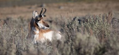 Yellowstone Ulusal Parkı 'ndaki adaçayı çalılığında duran bir at boynuzunun manzarası. 