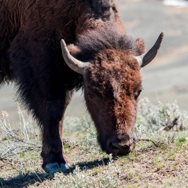 Yellowstone Ulusal Parkı 'nda yiyecek arayan vahşi bir bizonun yakın çekimi.. 