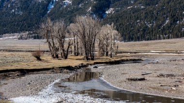 A scenic view of the landscape in the Lamar Valley in Yellowstone National Park.  clipart