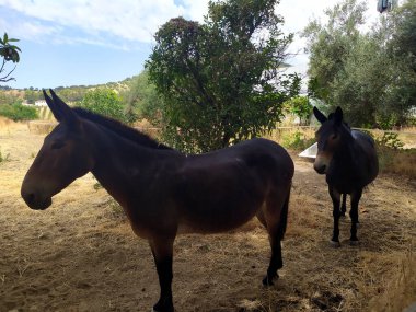 Two calm and empathetic chestnut mules are resting in the shade of the trees in the hot summer.