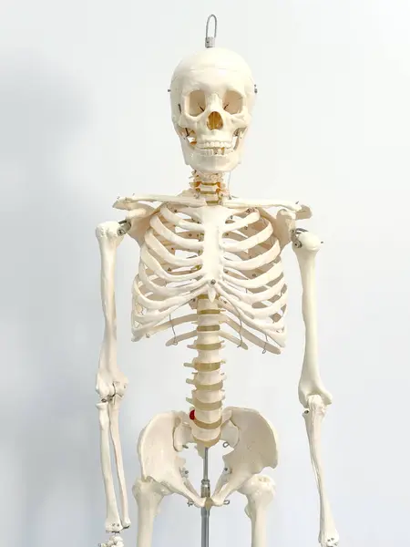 Sztuczny Ludzki Szkielet Klasie Laboratoryjnej Odizolowany Białym Tle — Zdjęcie stockowe