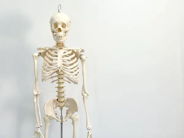 An artificial human skeleton in a laboratory classroom isolated on a white background.