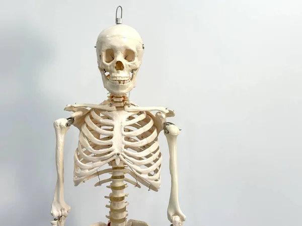 An artificial human skeleton in a laboratory classroom isolated on a white background.
