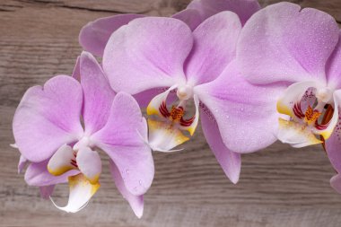 Yumuşak ışıkta çekilmiş güzel orkide çiçekleri.