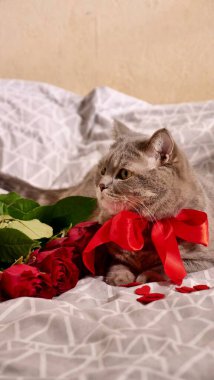 Bir evcil hayvanla romantik sevgililer günü, bir İngiliz İskoç heteroseksüel gri kedisi, takvimle yatakta. 14 Şubat 'ta bekar bir kadının aşkı