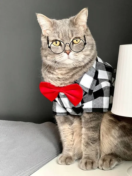 스코틀랜드 고양이가 안경을 셔츠를 넥타이를 신사처럼 보인다 현대식 아파트에 — 스톡 사진