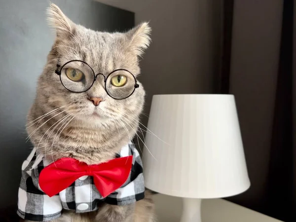 假日里 一只苏格兰直耳朵灰猫 戴着眼镜 身穿黑色白衬衫 打着红色领带 看起来像个绅士 在舒适的现代化公寓里养宠物 — 图库照片